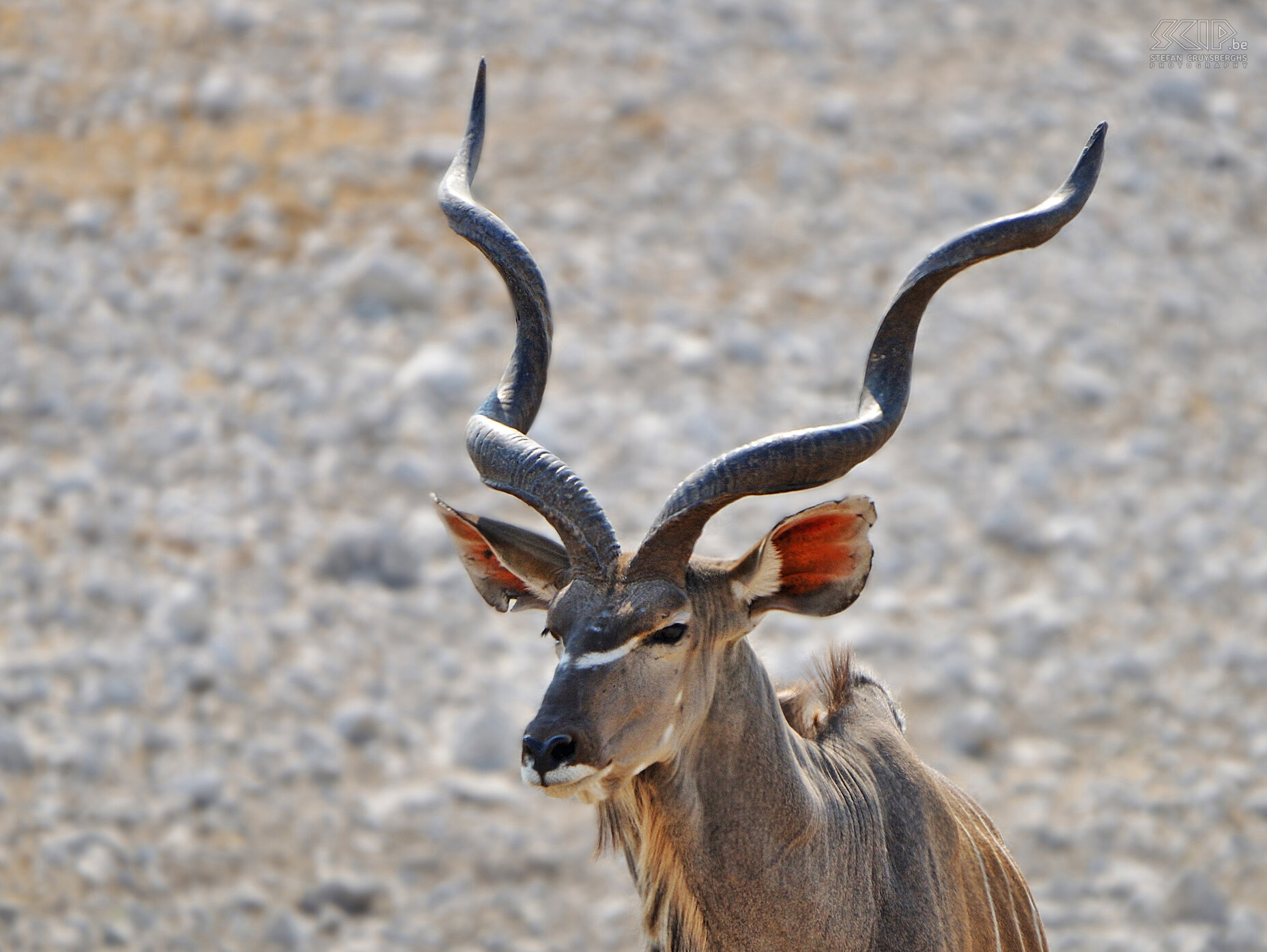 Etosha - Olifantsbad - Mannetjes koedoe  Stefan Cruysberghs